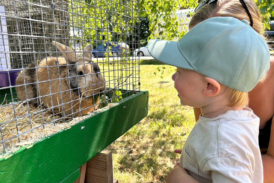 Pojke tittar på kanin i bur.