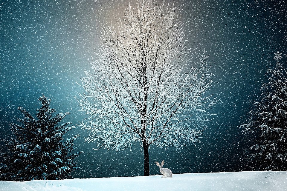 Tecknad bild: vit hare en vinternatt, sitter framför ett snötäckt träd.