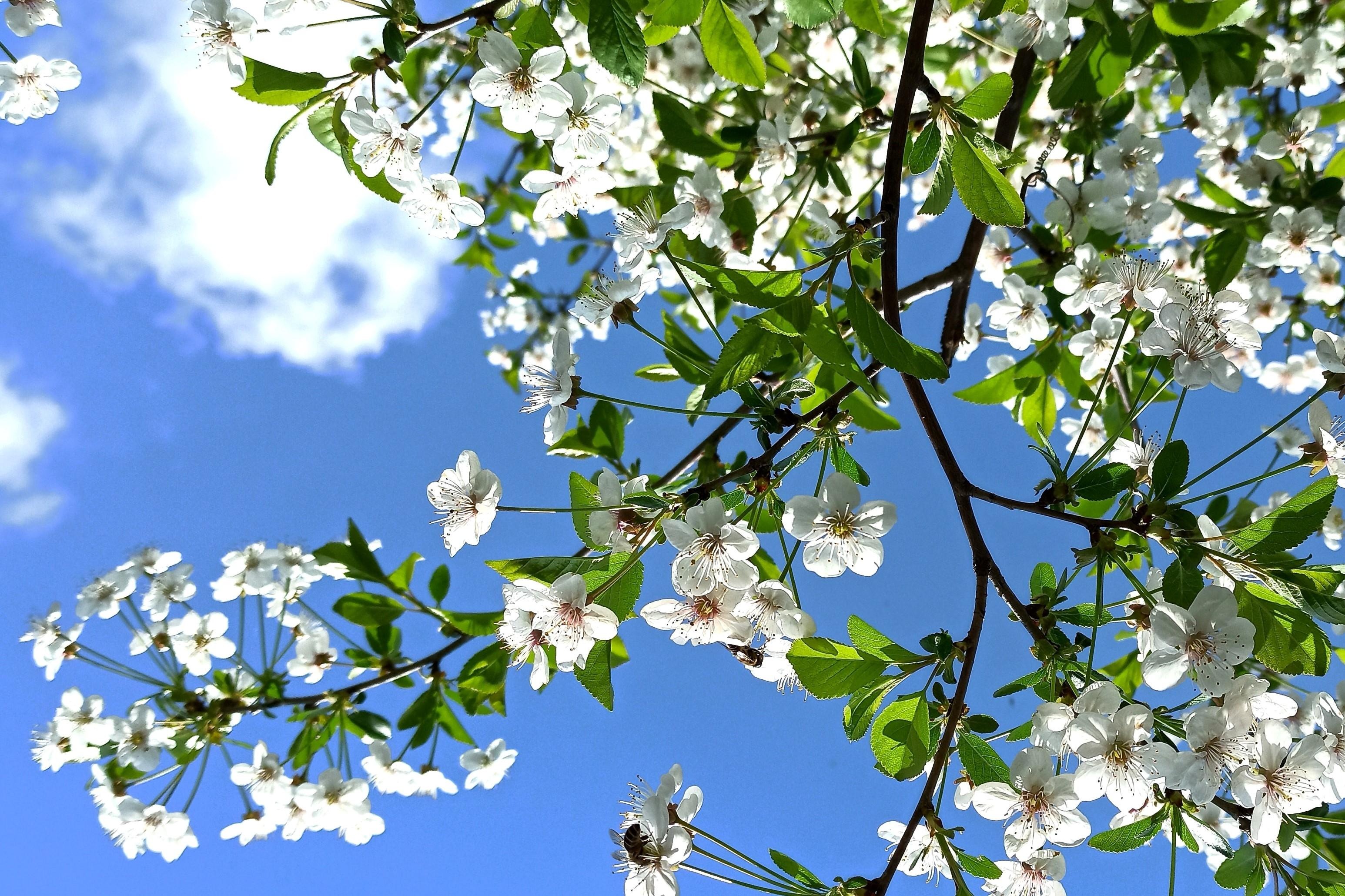 Bild på några grenar med vita blommor men en blå himmel bakom