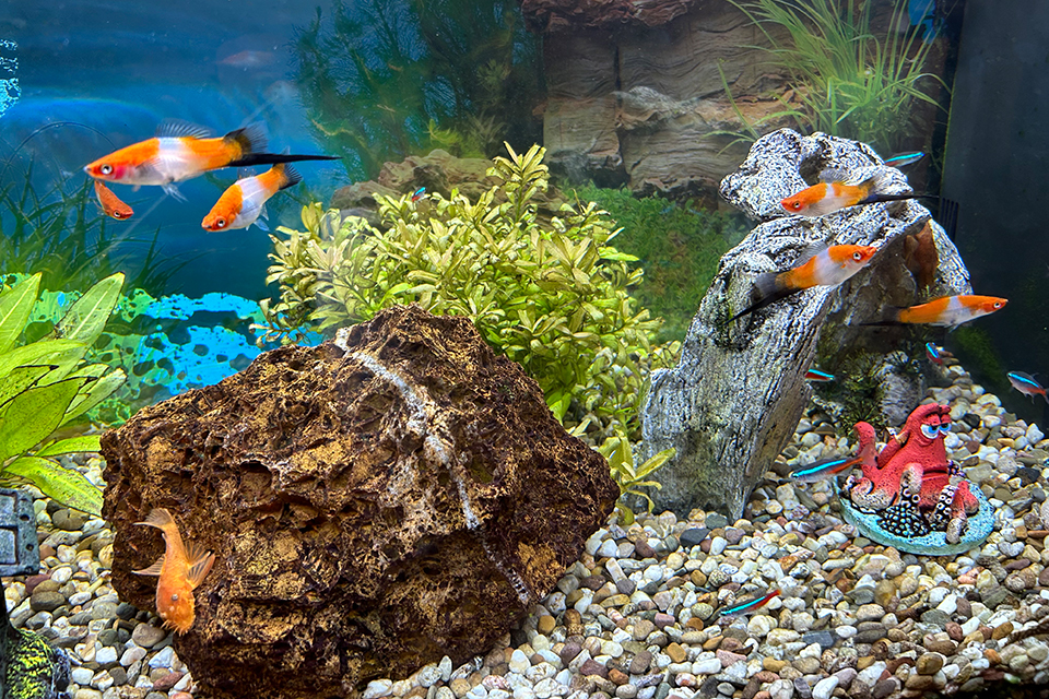 Bild visar akvarium med fiskar.