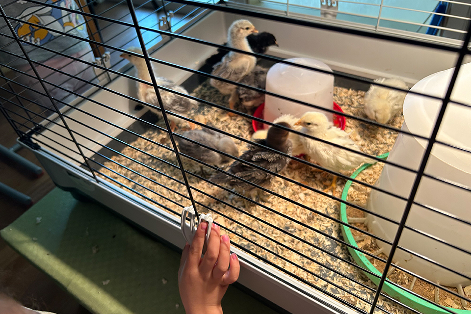Bild visar kycklingar i en bur.