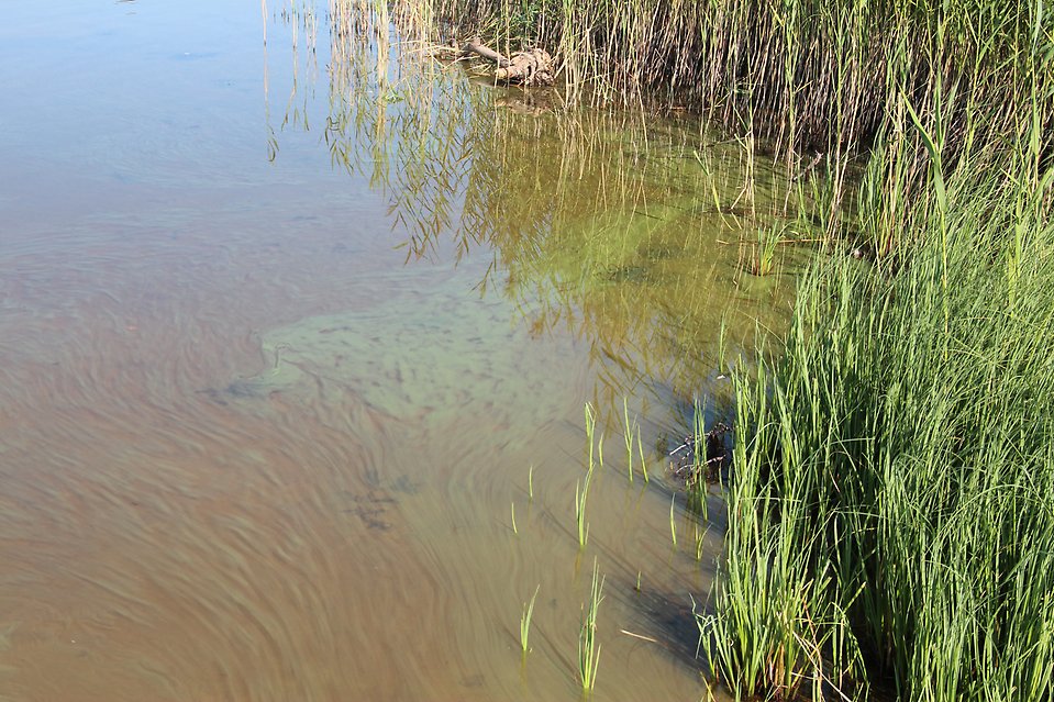 Bild på standkant där det är grön algblomning