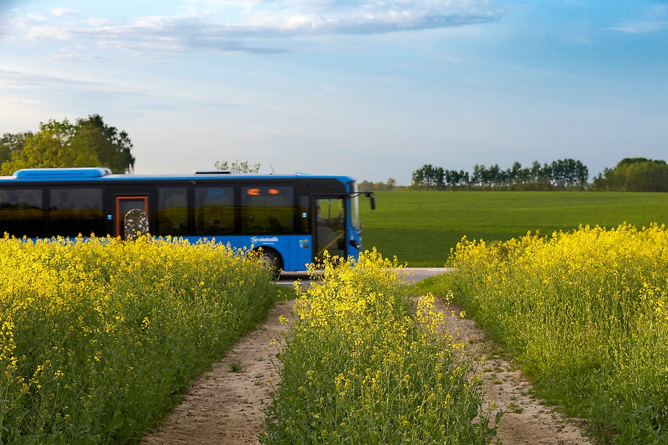 En blå buss kör förbi. Framför syns gula blommor och bakom bussen syns en stor grön äng.